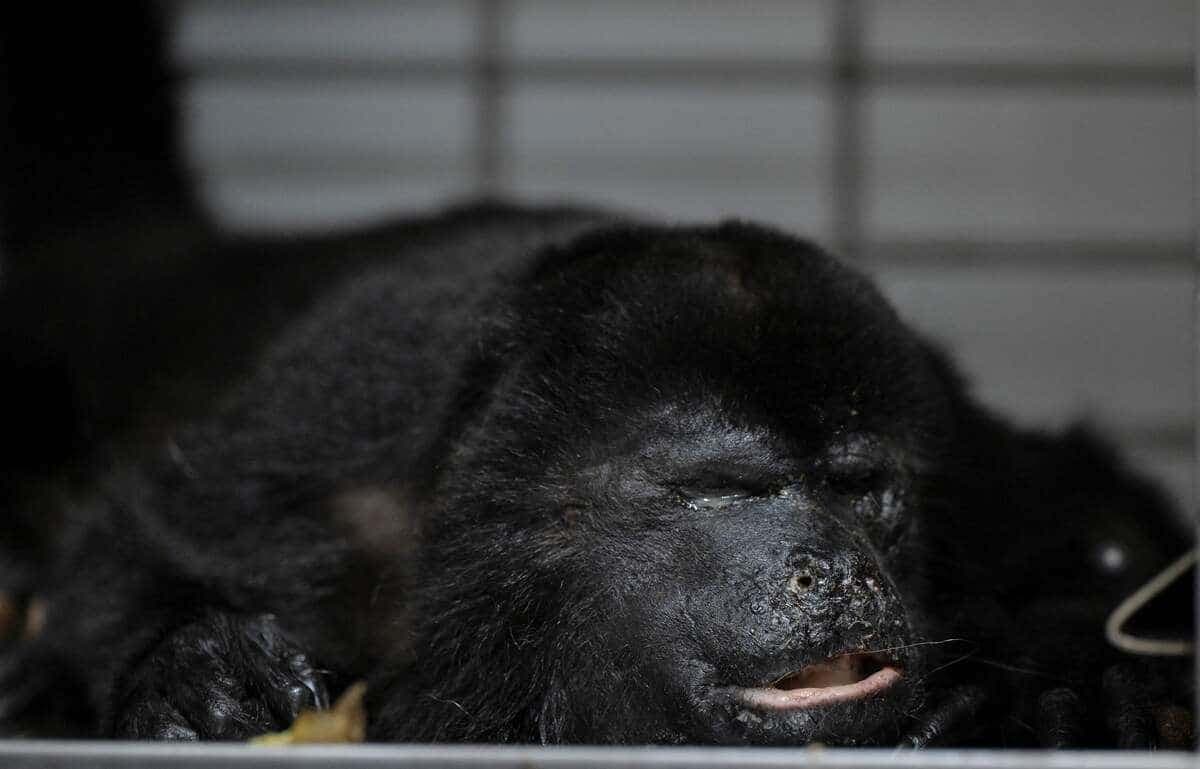 Un singe hurleur à l'hôpital vétérinaire du Dr Morato.