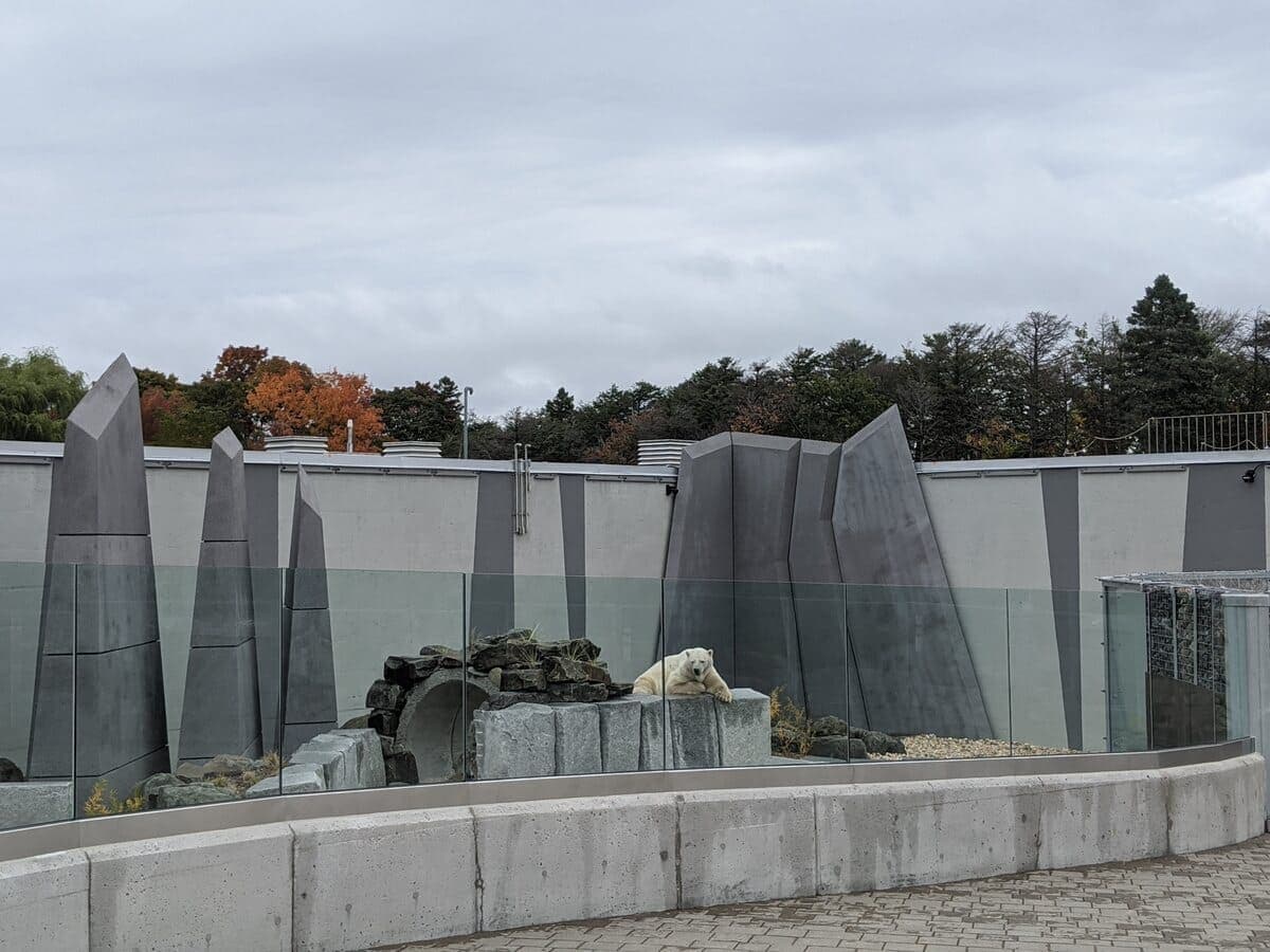 Eddy est seul dans son enclos pour le moment, mais l’Aquarium souhaiterait accueillir trois autres ours blancs dans le même espace.