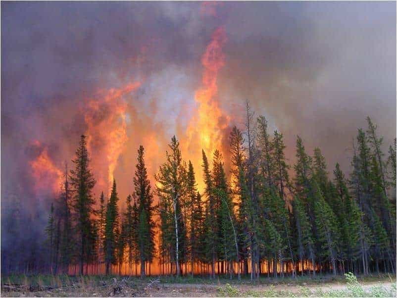 Plus de 4,5 millions d'hectares de forêt ont brûlé au Canada depuis mai au Canada.