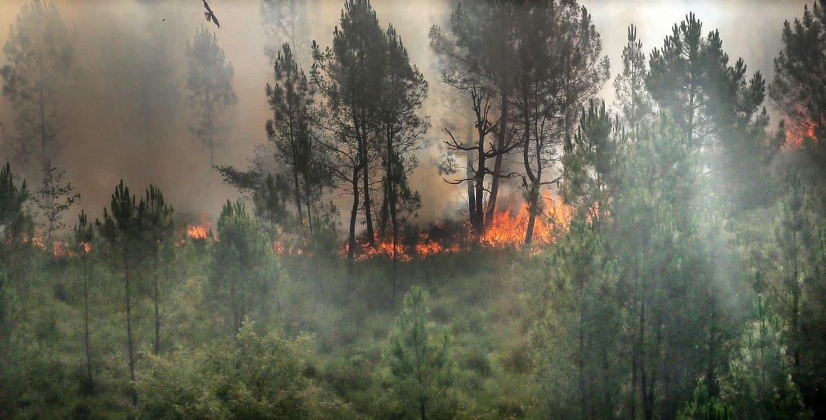 Un feu de forêt consume la végétation à Landiras, dans le sud-ouest de la France.