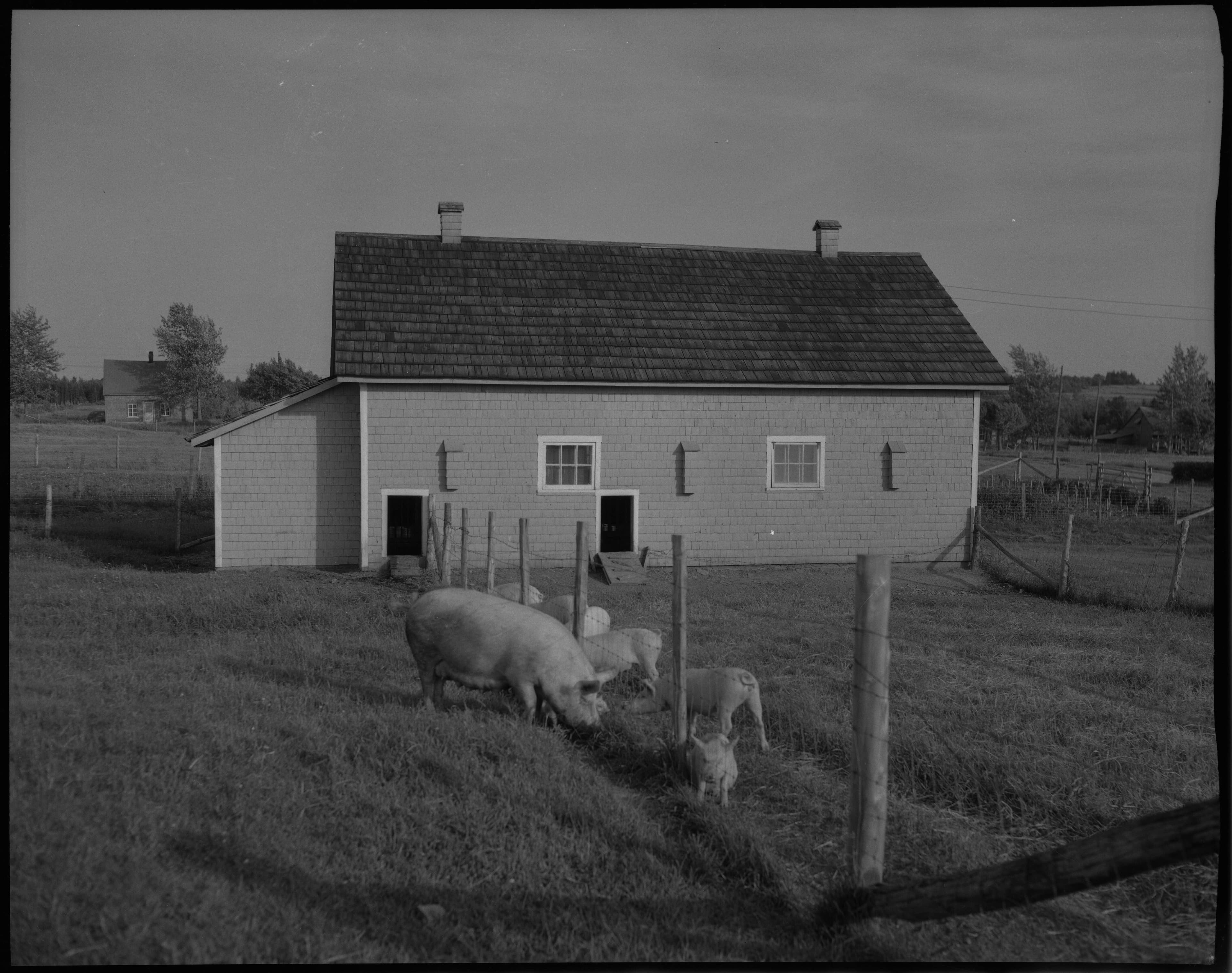 Porcherie chez Wilfrid Roy, Saint-Georges, comté de Beauce, 1952.