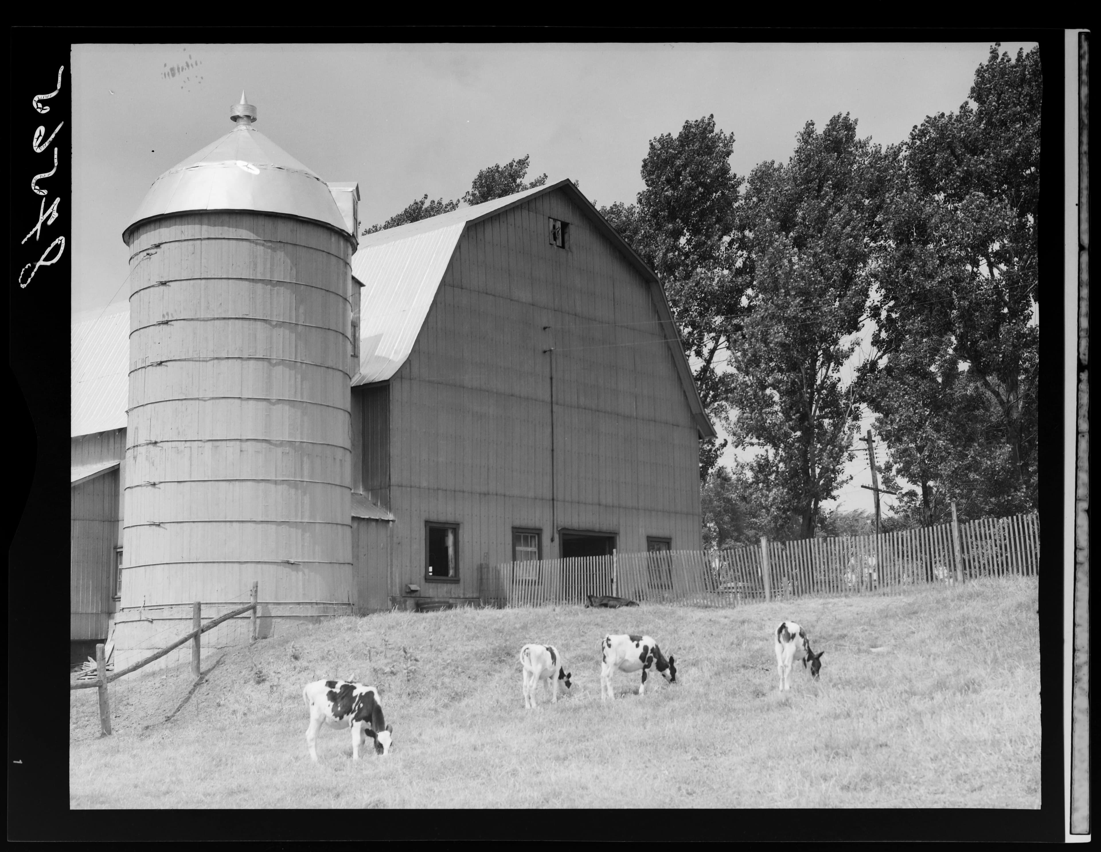 Silo et grange chez Armand Potvin, Farnham, 1951.