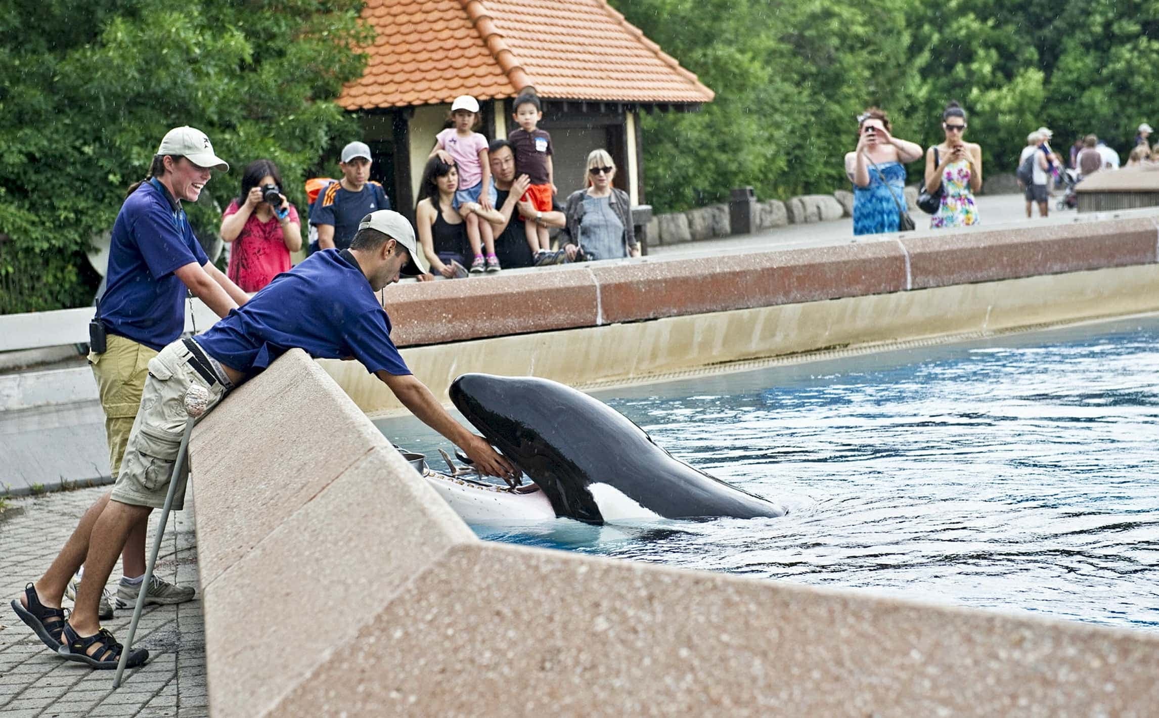 Kiska dans son bassin, en train de se faire nourrir par un employé du parc Marineland en Ontario, au mois de juillet 2012.