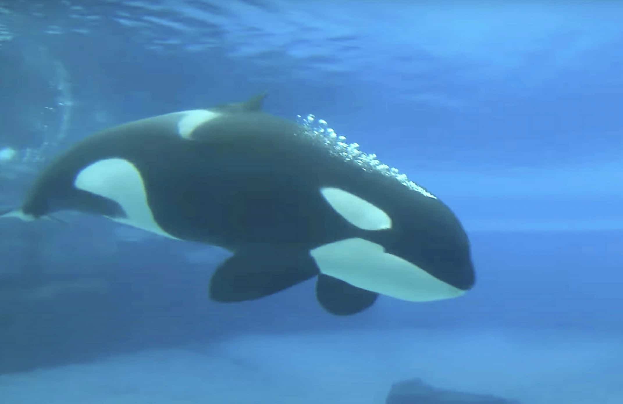 Kiska.