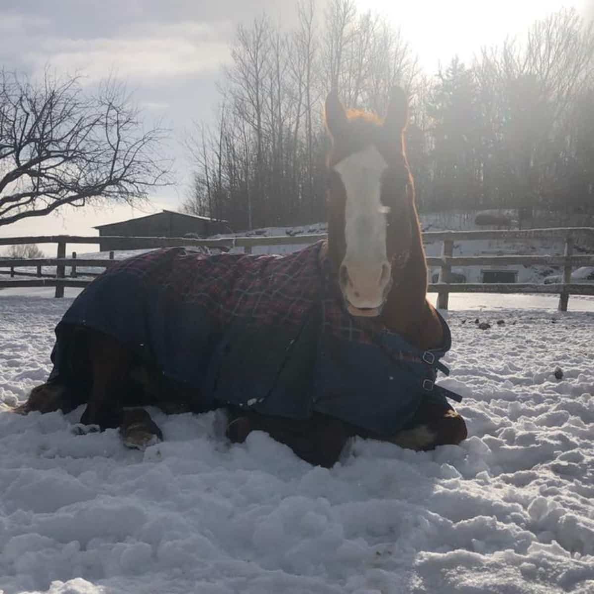 Eddie, un cheval de seulement 5 ans, a été le premier à succomber au virus le 3 février 2021 à la ferme équestre Venturing Hills du secteur de Luskville de la municipalité de Pontiac, en Outaouais.