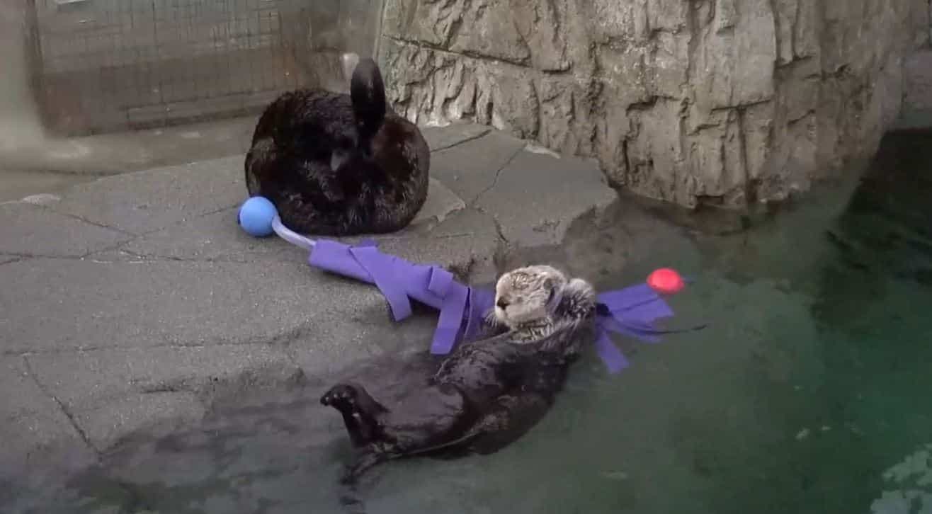 Capture d'écran Twitch.tv/MarineMammalRescue