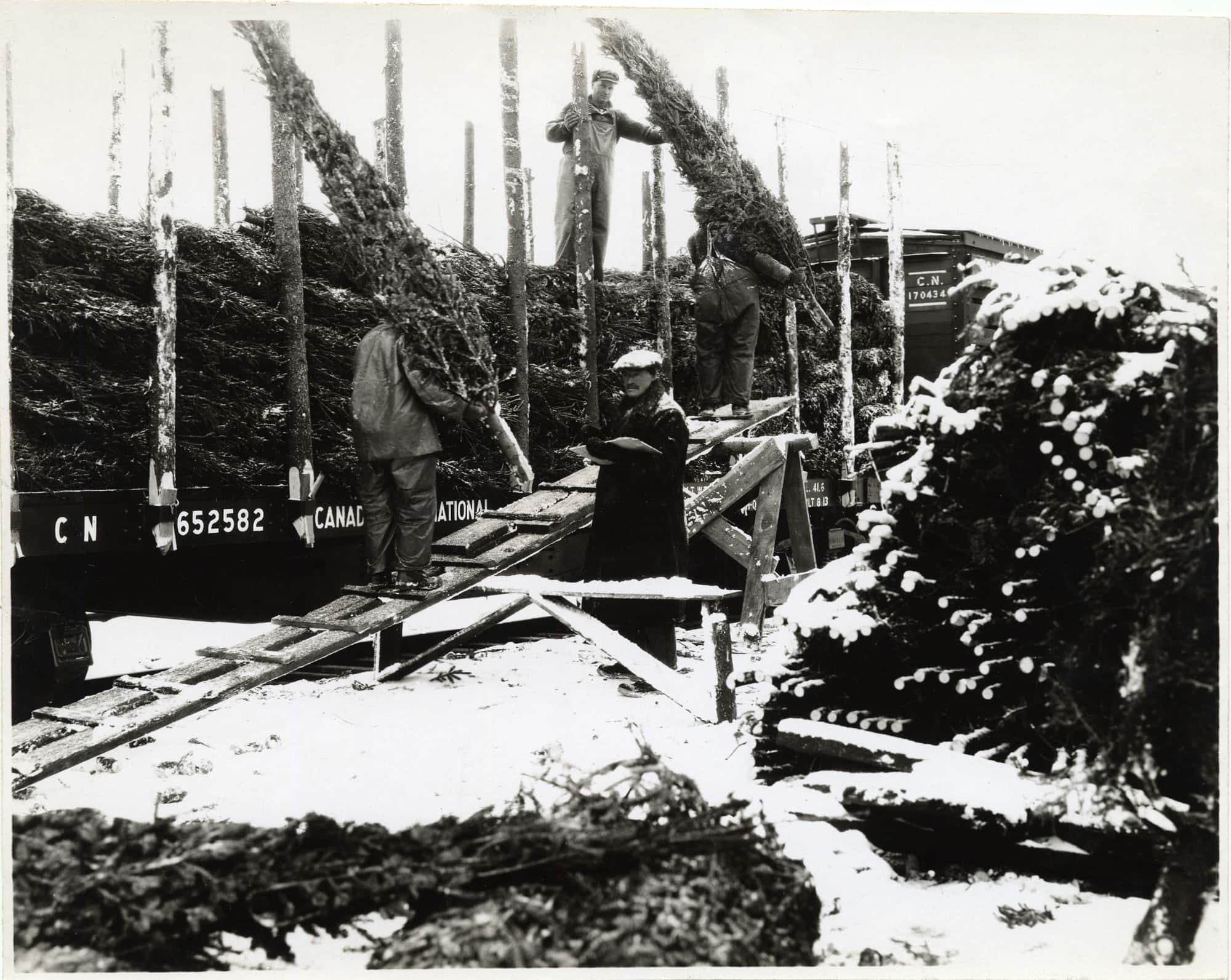 Chargement d’arbres de Noël à la station de Coaticook, vers 1930.