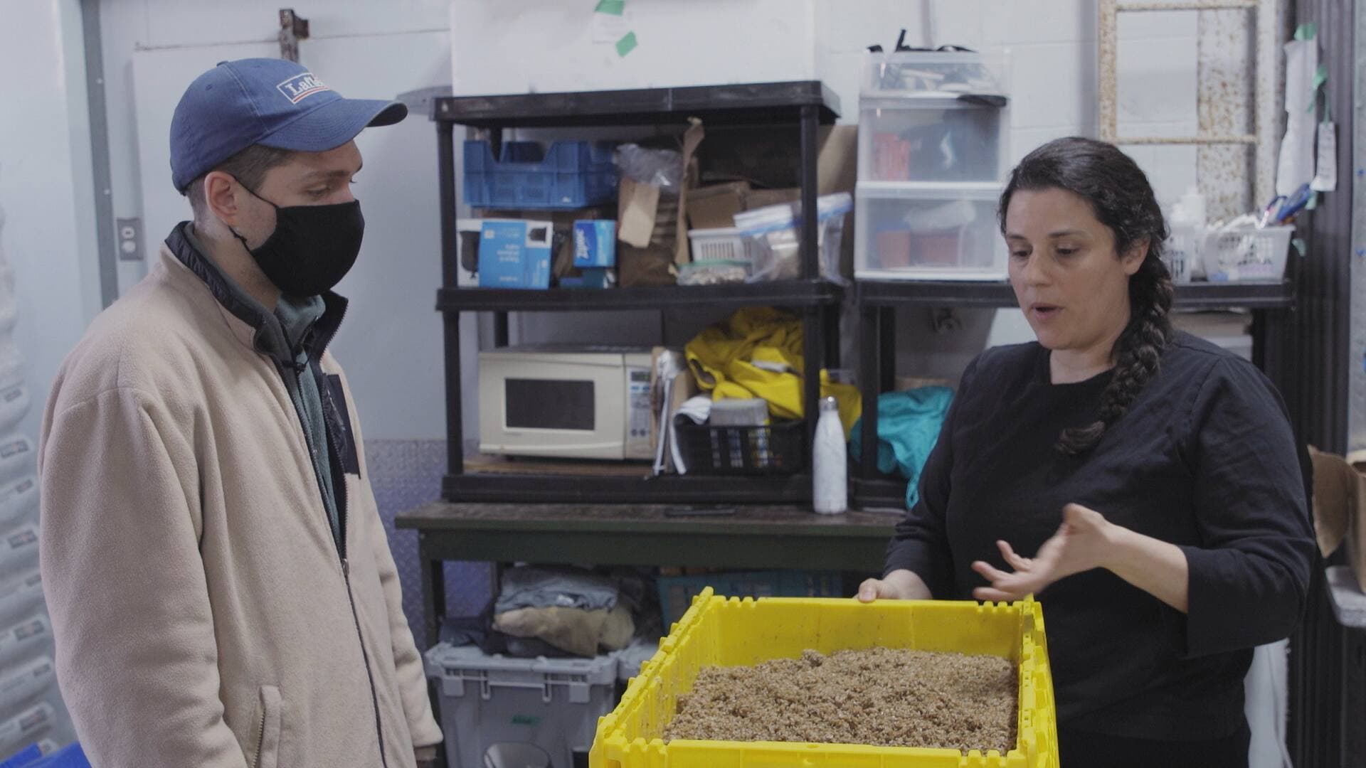 La drêche de brasserie, le résidu des céréales brassées pour faire la bière, est un déchet encombrant que les fermes de champignons peuvent recycler.