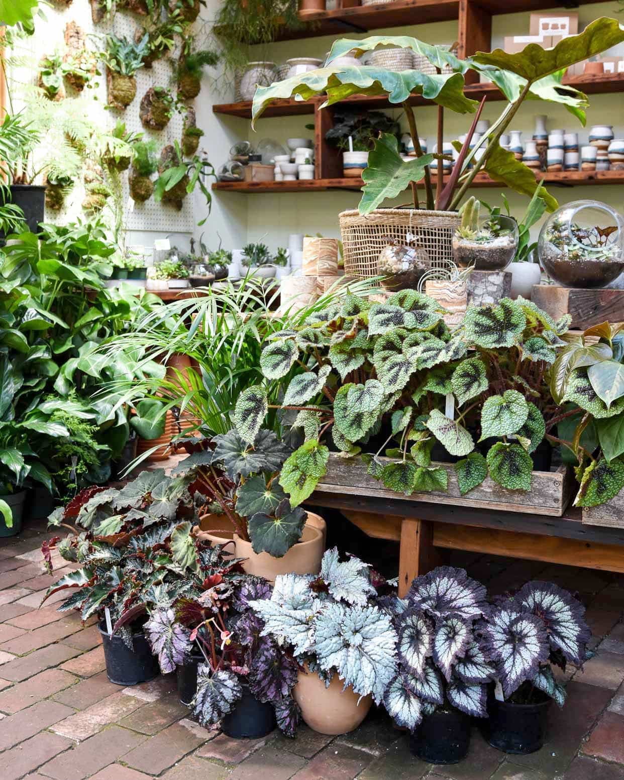 L’univers des bégonias à feuillages décoratifs est particulièrement diversifié.
