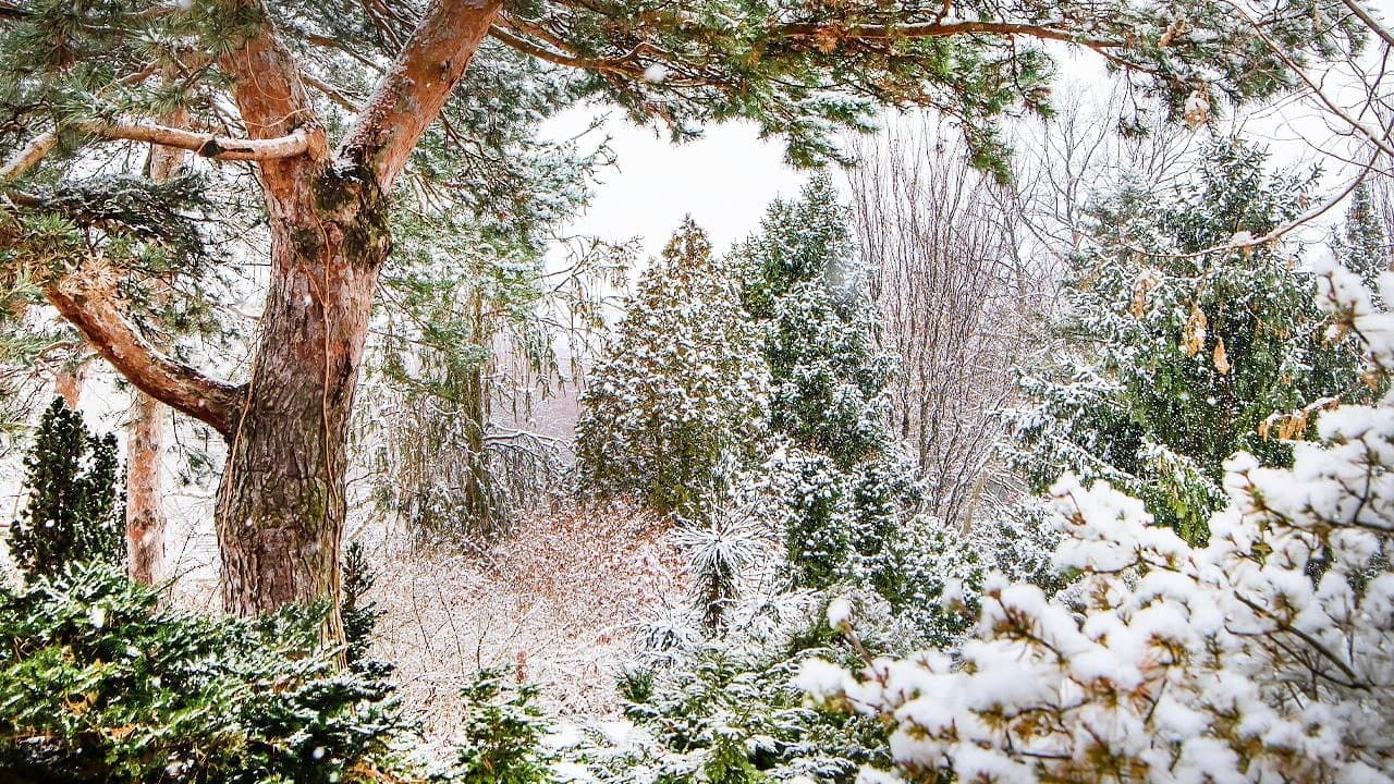 Les conifères sont assurément
les végétaux les plus décoratifs
durant la période hivernale.