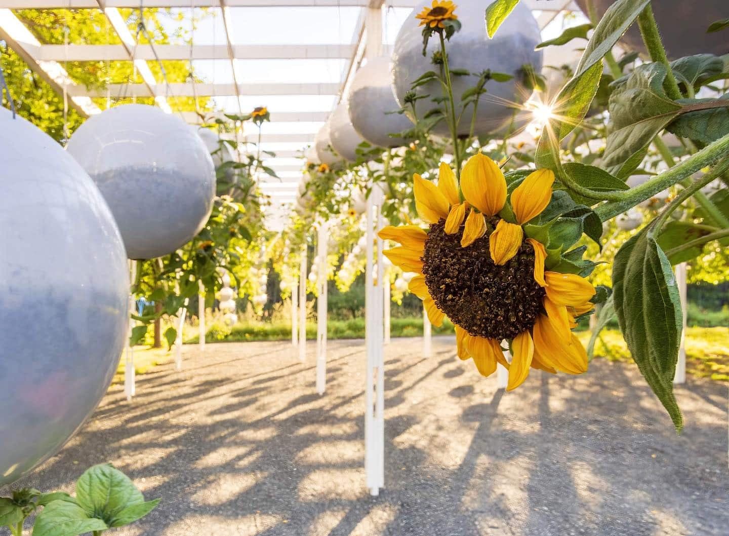Facebook : Jardins de Metis