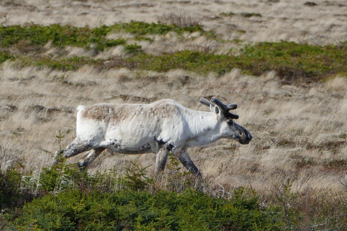 Le caribou forestier est désigné comme une espèce vulnérable au Québec. La disparition de la faune et de la flore menace la biodiversité dans la province.