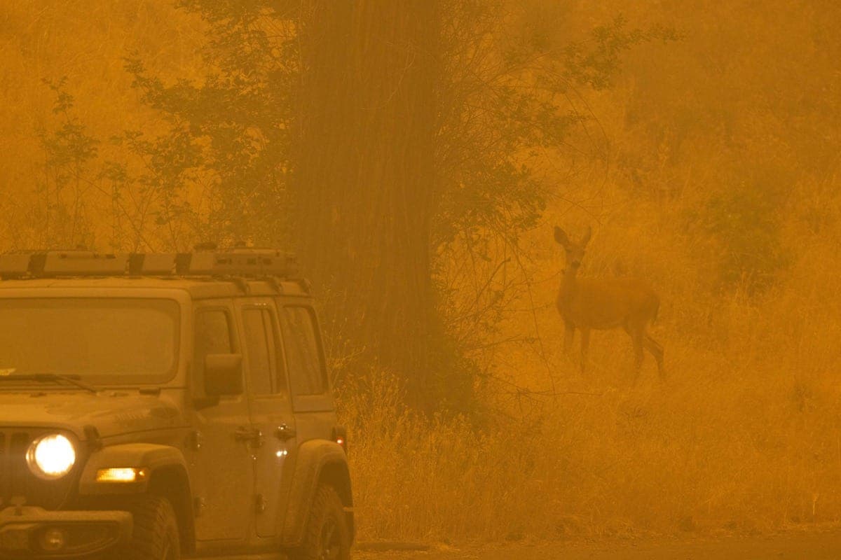 AFP