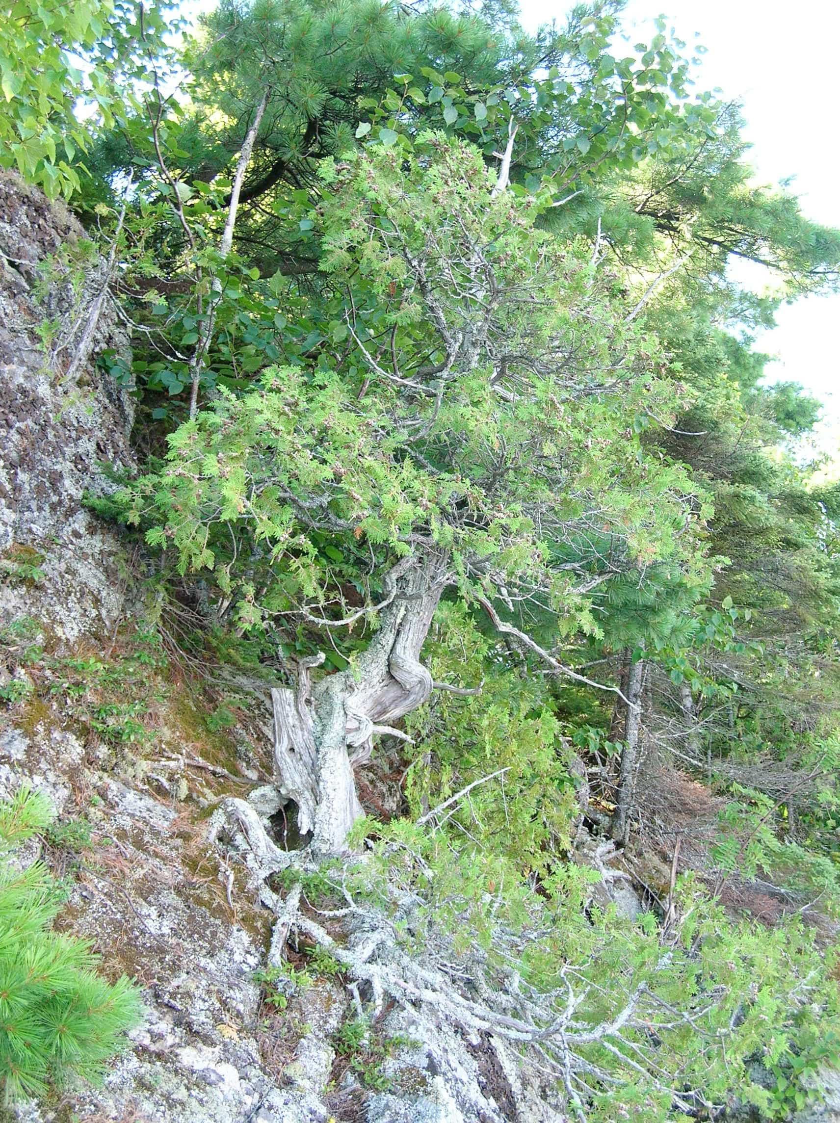 Les thuyas rasés au lac Pichette pourraient ressembler à celui-ci, répertorié au lac Duparquet aussi en Abitibi-Témiscamingue.