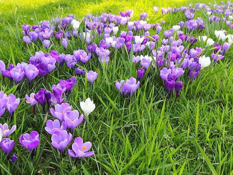 Au printemps, une pelouse fleurie est assurément plus sympathique qu’un gazon jaune…