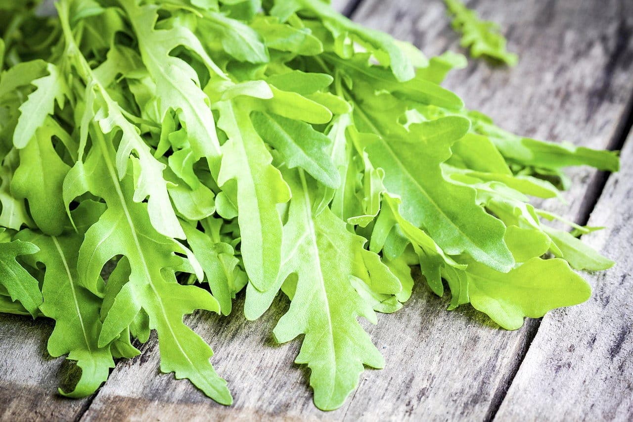Roquette annuelle