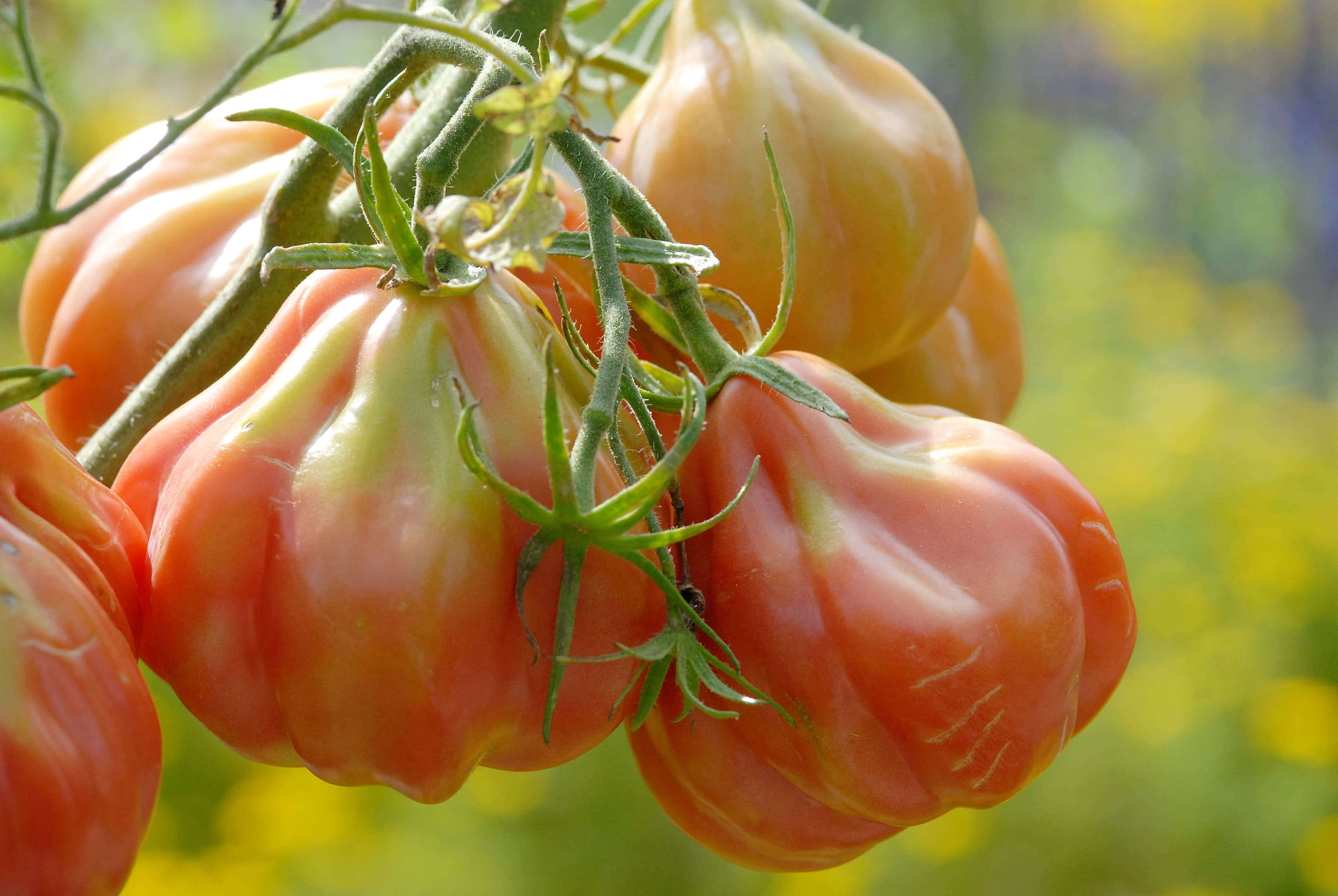 Tomates ancestrales