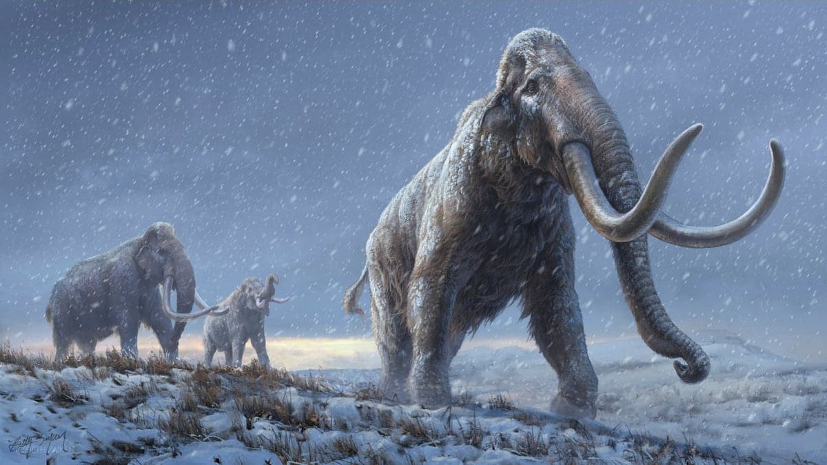 Les mammouths des steppes (représentés ici sur cette photo) existaient bien avant les fameux mammouth laineux comme on en voit dans le film l'Ère de Glace . Et pourtant, ils étaient eux aussi poilus selon une étude parue dans le magazine Nature le 17 février 2021 réalisée sur trois spécimens retrouvés en Sibérie.