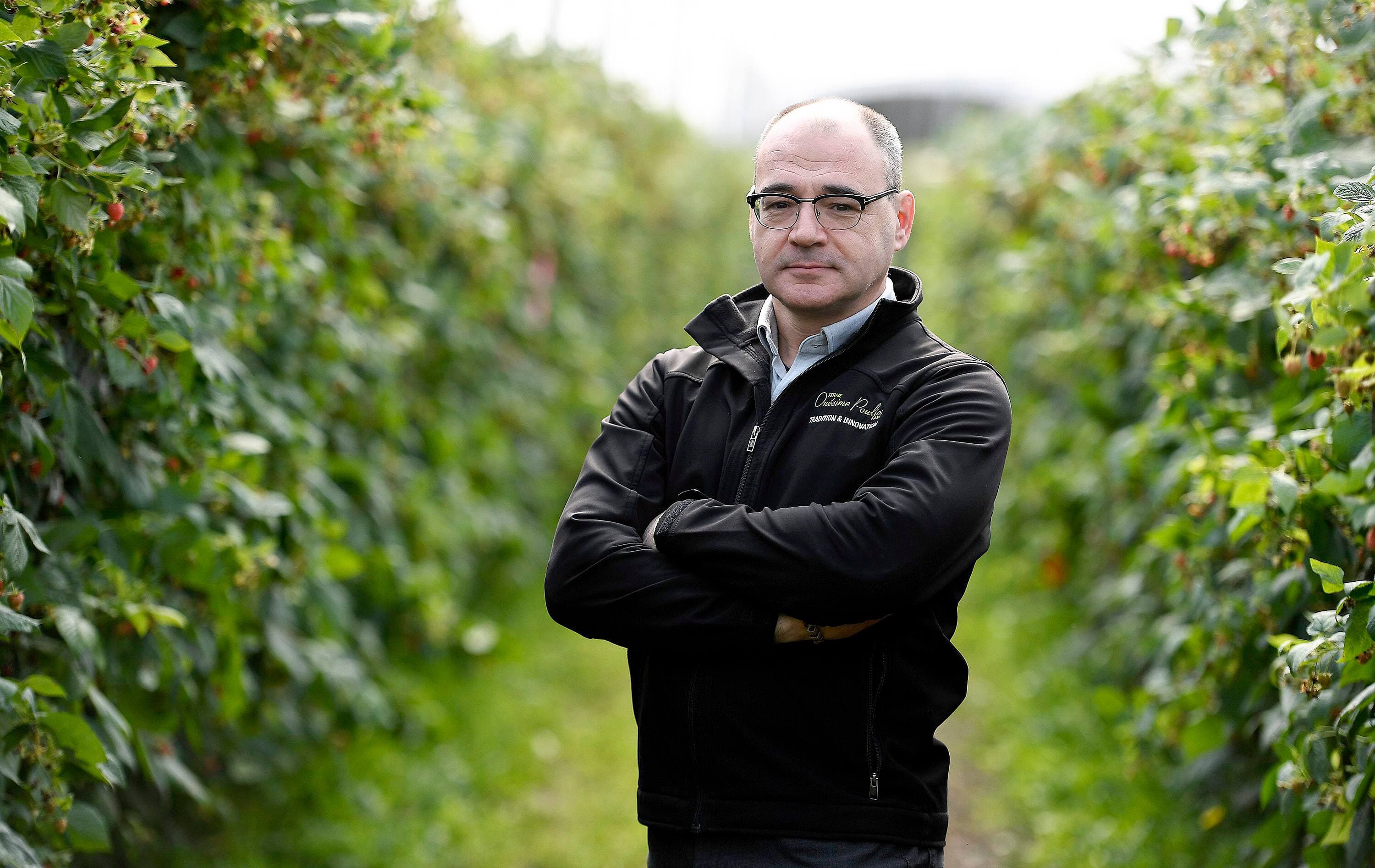 La ferme Onésime Pouliot produit annuellement de 2 à 2,5 millions de livres de fraises qui se retrouvent dans les supermarchés, selon le propriétaire Guy Pouliot.