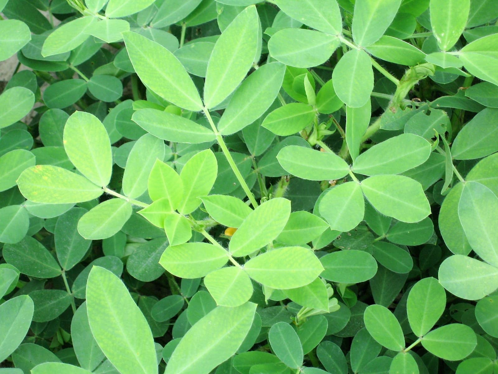 L’arachide est l’une des plantes les plus protéinées qui soient avec 26 g de protéines pour 100 g. Toutefois, sa culture n’est pas aisée sous un climat nordique comme le nôtre, mais comme son feuillage est comestible et qu’il contient aussi une bonne proportion de protéines, on peut cultiver cette plante à l’intérieur et consommer son feuillage.