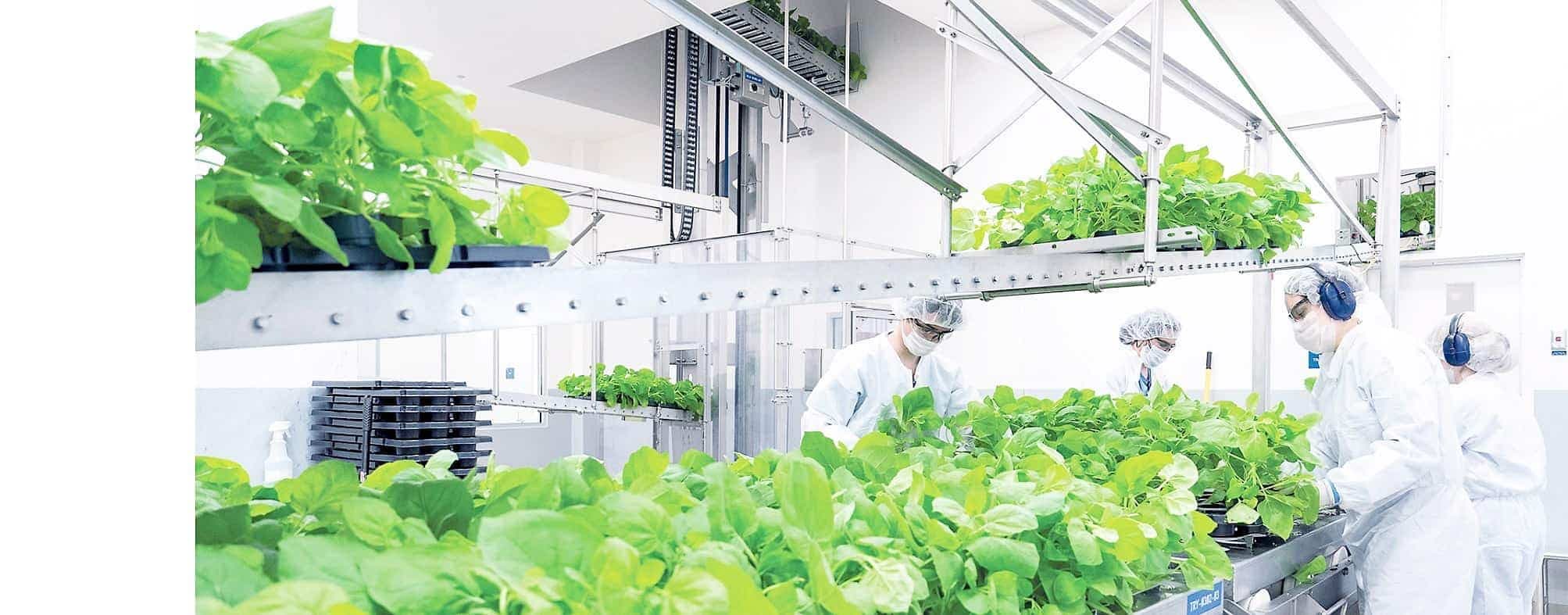 À Québec, Médicago se spécialise dans les vaccins à base de plantes.