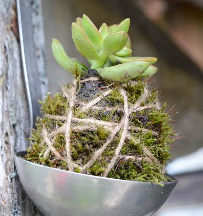 Une vieille louche est un contenant idéal pour une plante succulente miniature.
