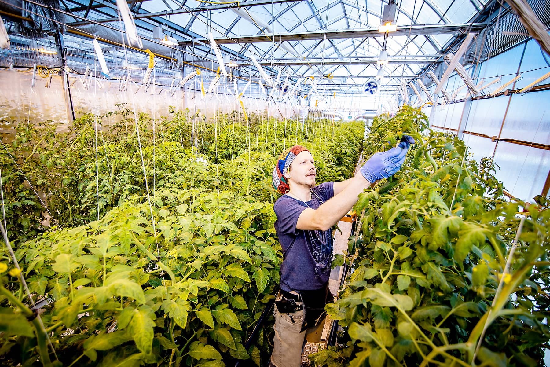 Le nombre d’entreprises agricoles urbaines commerciales au Québec croît en moyenne de 30 % par an depuis les années 2000, selon une récente étude.