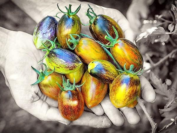 Photo courtoisie, Baker Creek Heirloom Seeds