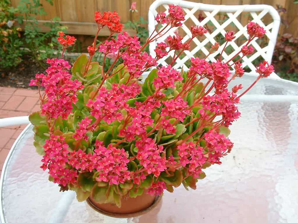 Kalanchoé des fleuristes en pleine floraison.