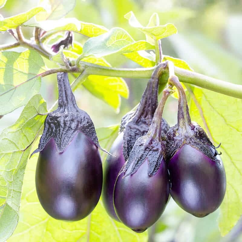 Le cultivar ‘Patio Baby’ convient parfaitement à la culture en pot et produit des petits fruits en aussi peu que 45 jours.