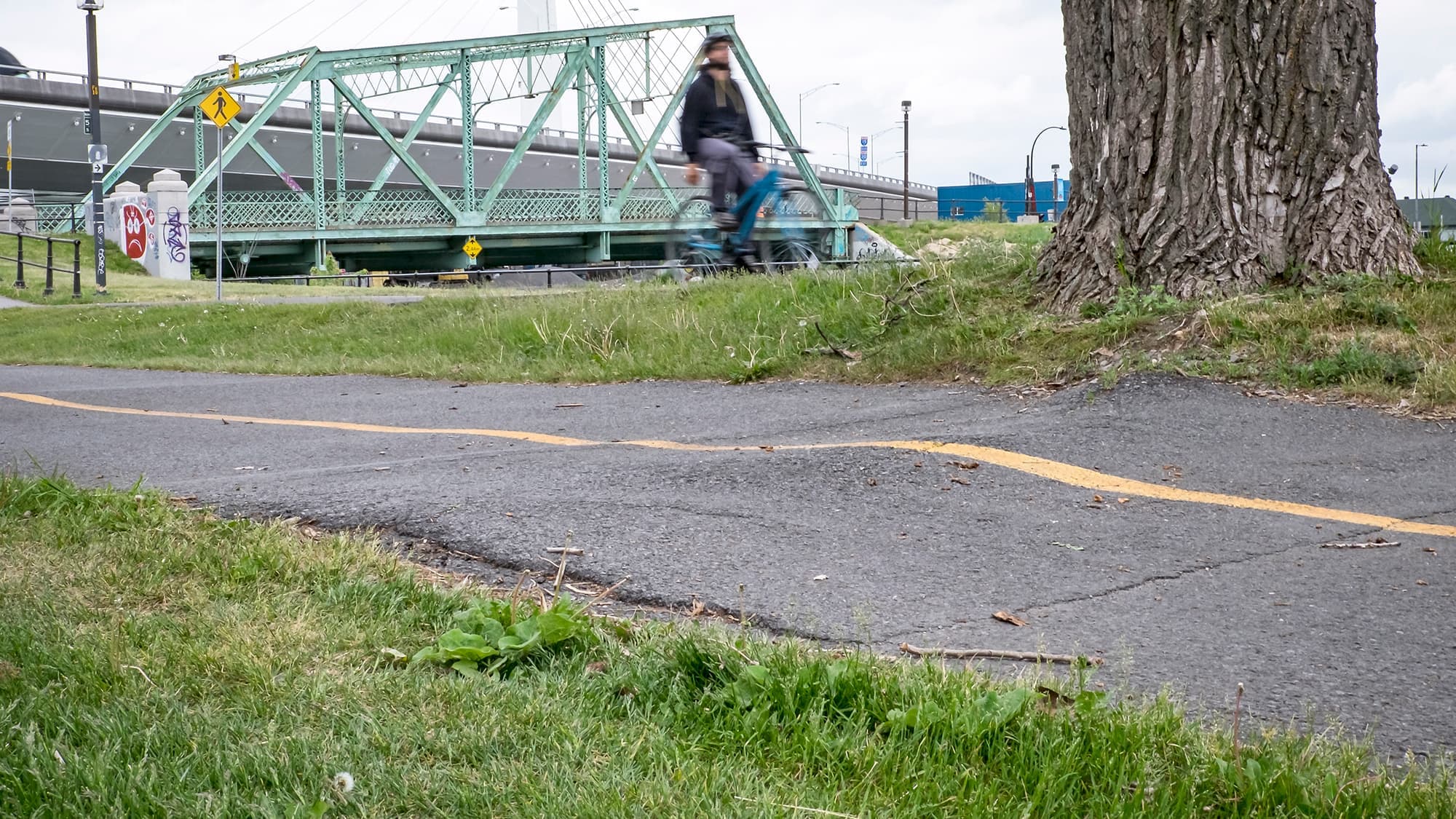 Les racines des arbres soulèvent parfois les chaussées, comme c’est le cas ici sur la piste cyclable du Canal Lachine (nord-est) près du boulevard Monk à Montréal.
