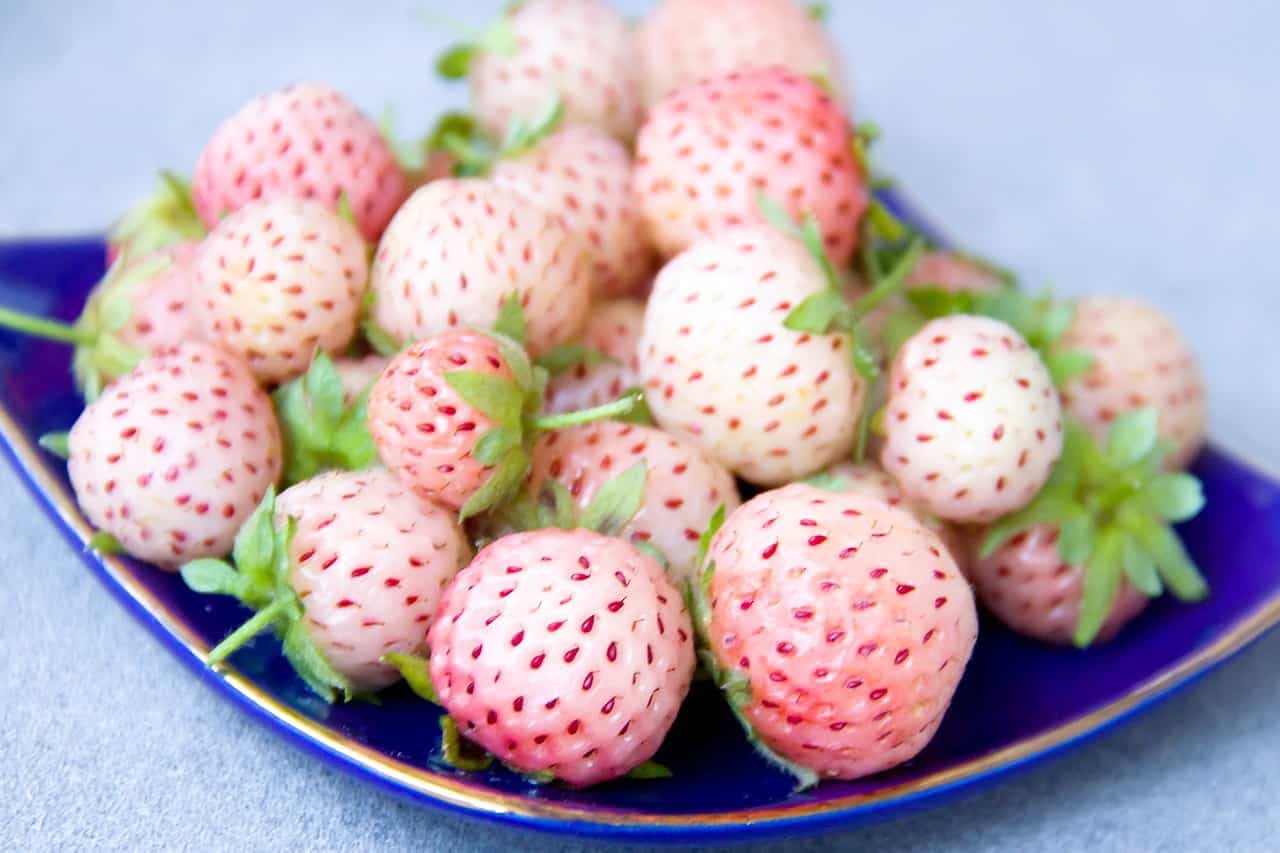Fraises blanches