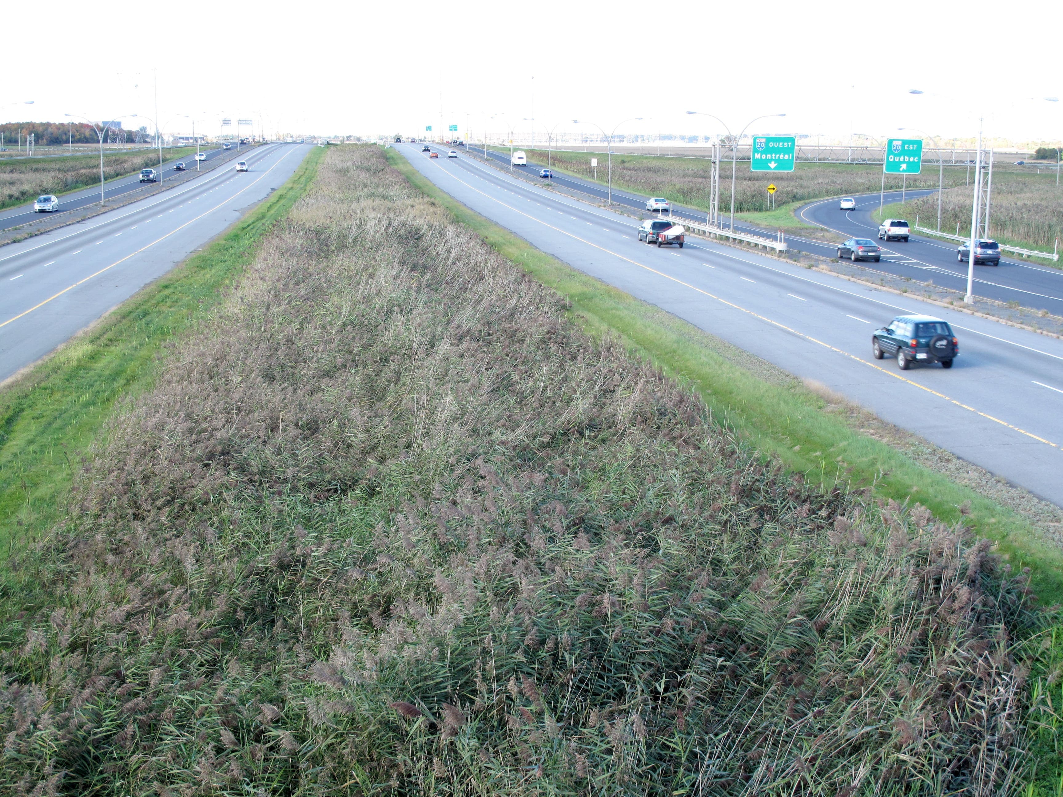 La plante pousse n’importe où et se retrouve fréquemment en bordure des autoroutes.
