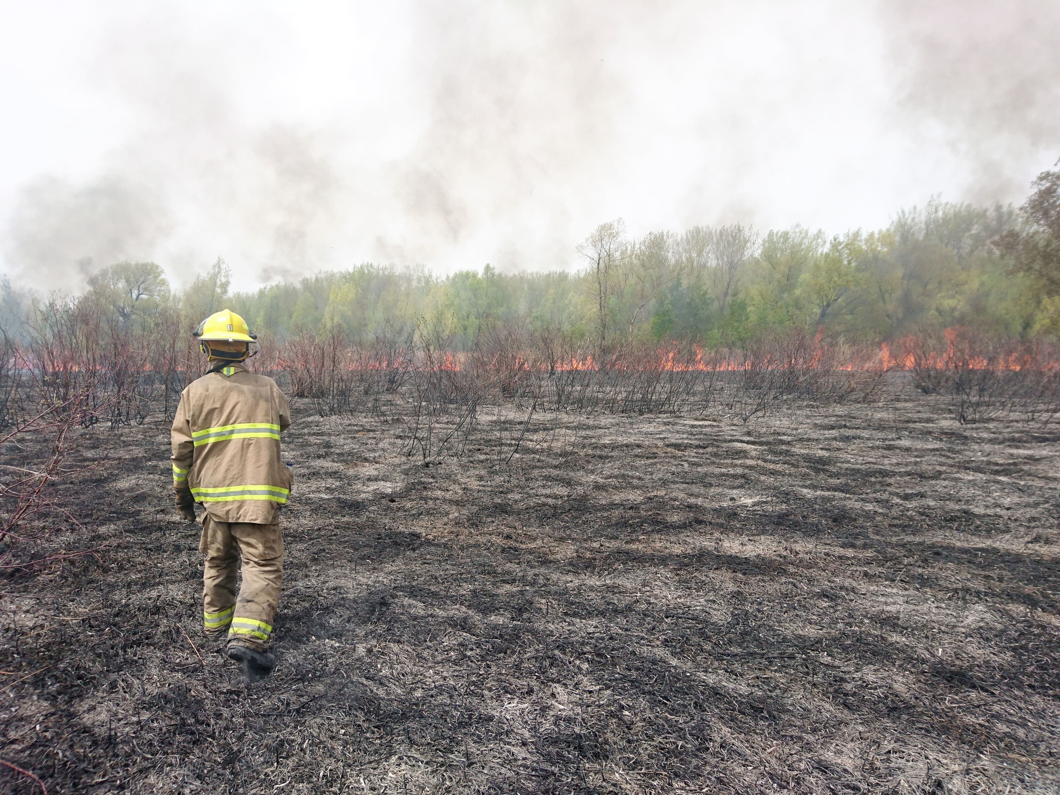 Les pompiers de plusieurs municipalités ont combattu un feu de phragmites exotiques (roseau commun) en 2016 dans un champ de Saint-Stanislas-de-Kostka, en Montérégie.