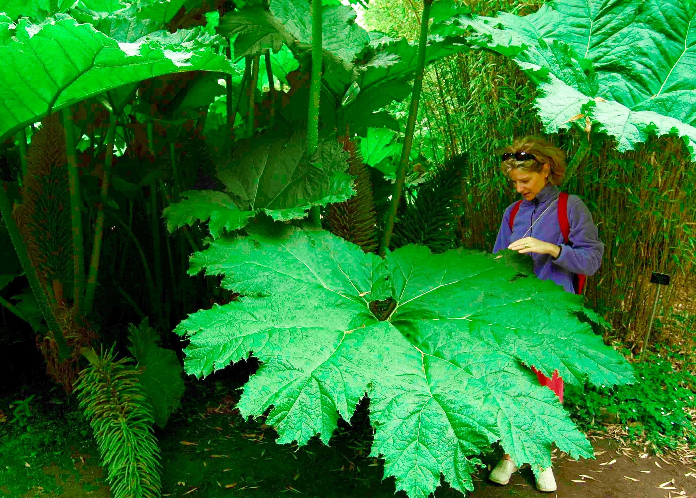 La gunnera