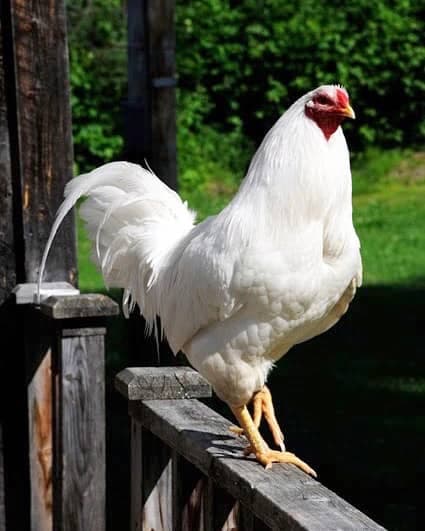 La poule Chantecler est une variété de poule québécoise patrimoniale qui résiste très bien à nos hivers.