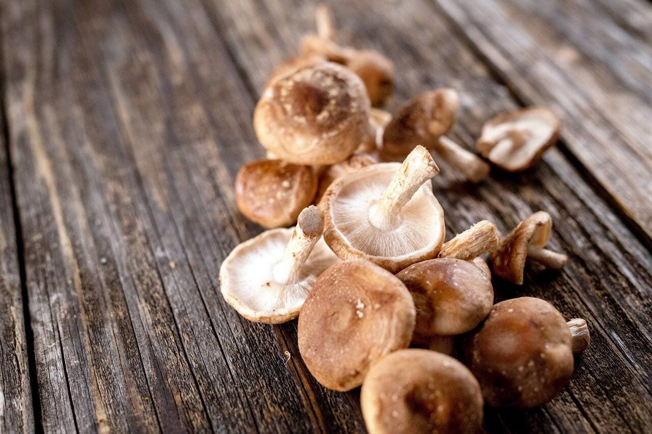 Le champignon shiitake est réputé pour sa capacité à augmenter la vigueur du système immunitaire humain