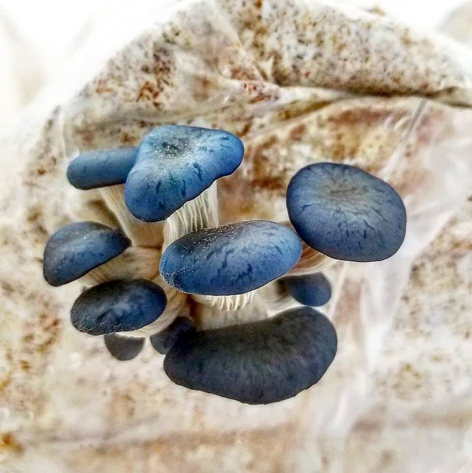 Pleurotes bleues
