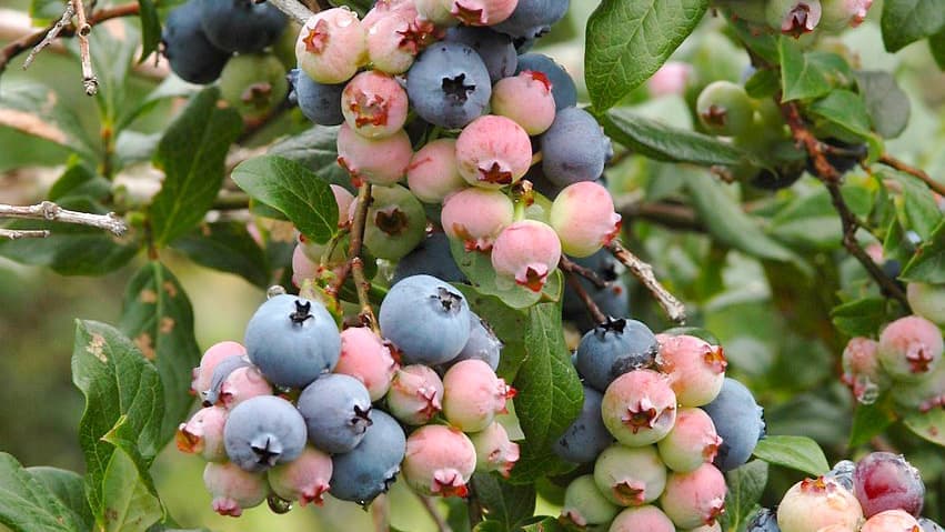 Bleuets