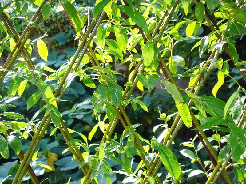 Une clôture de saule vivant fort originale.