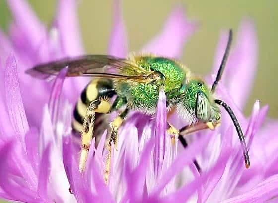 L’halicte vert est une espèce d’abeille solitaire de couleur verte qui se nourrit de nectar et de pollen.