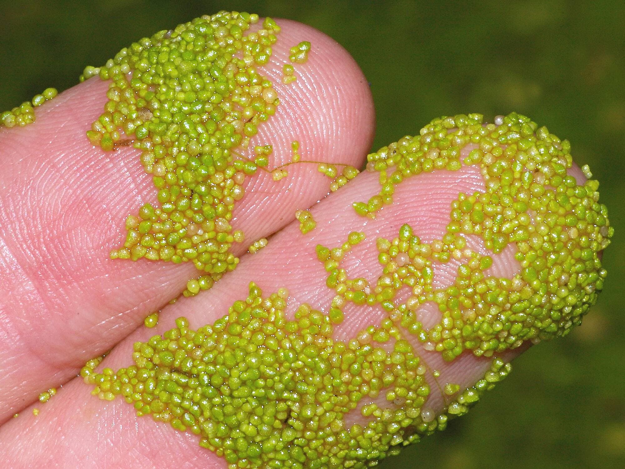 Avec une dimension de moins de 1 mm, la wolffia est la plus petite plante vasculaire de la planète.