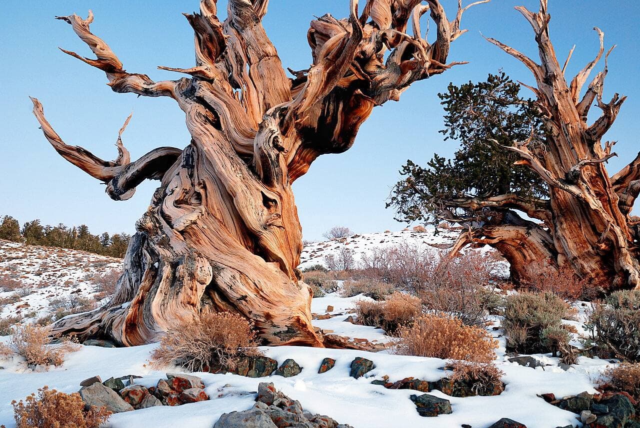 Un pin à cônes épineux poussant dans les White Mountains en Californie.