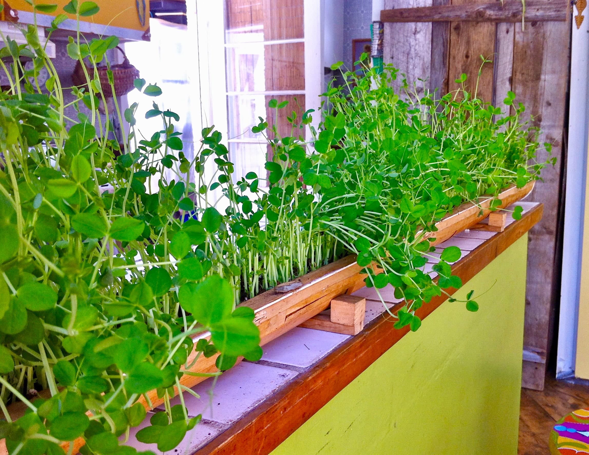 Jeunes pousses de pois cultivées sur un comptoir de cuisine.