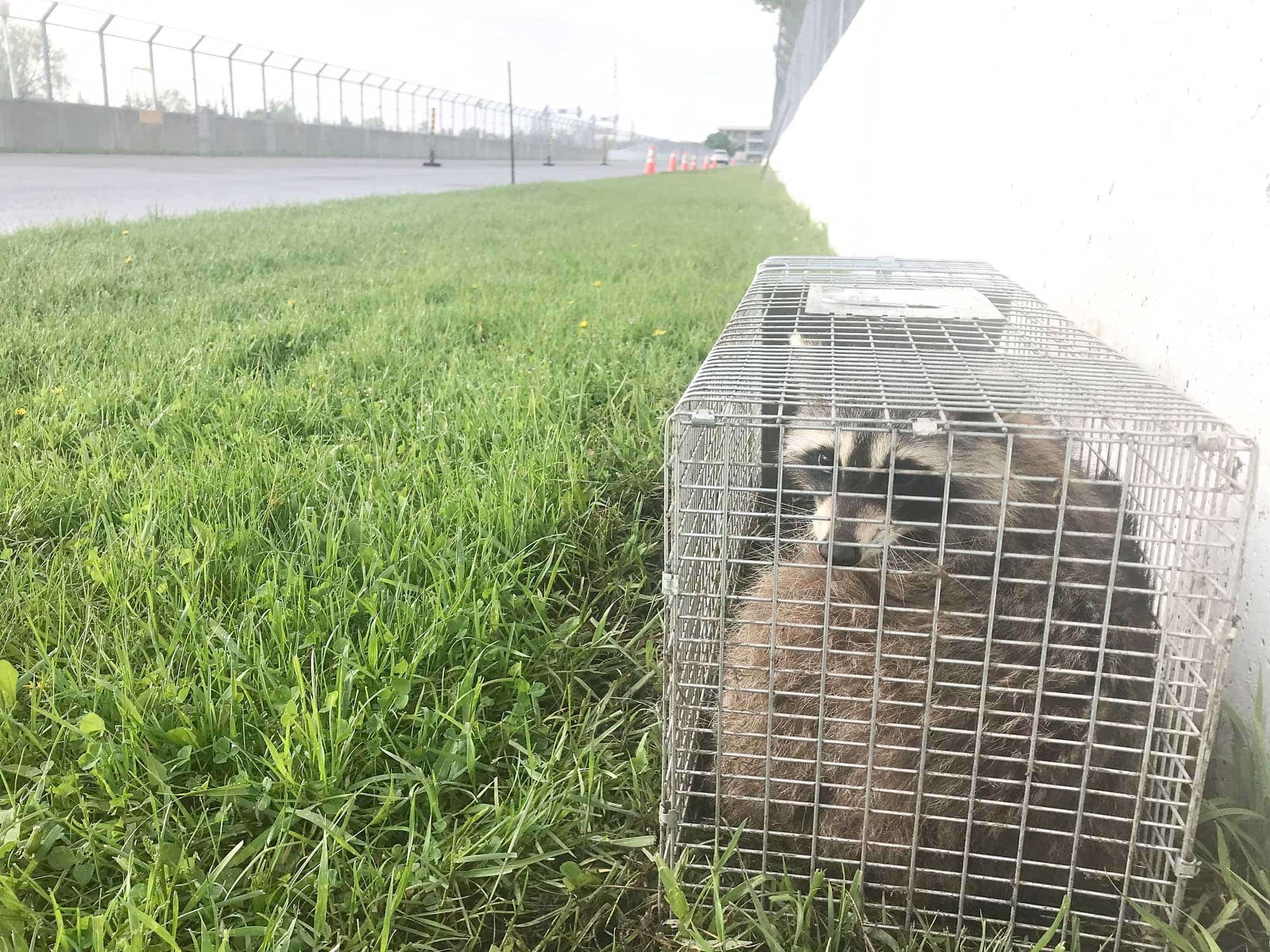 Ce raton laveur bien gras a été capturé hier matin sur le bord de la ligne droite près du bassin olympique.