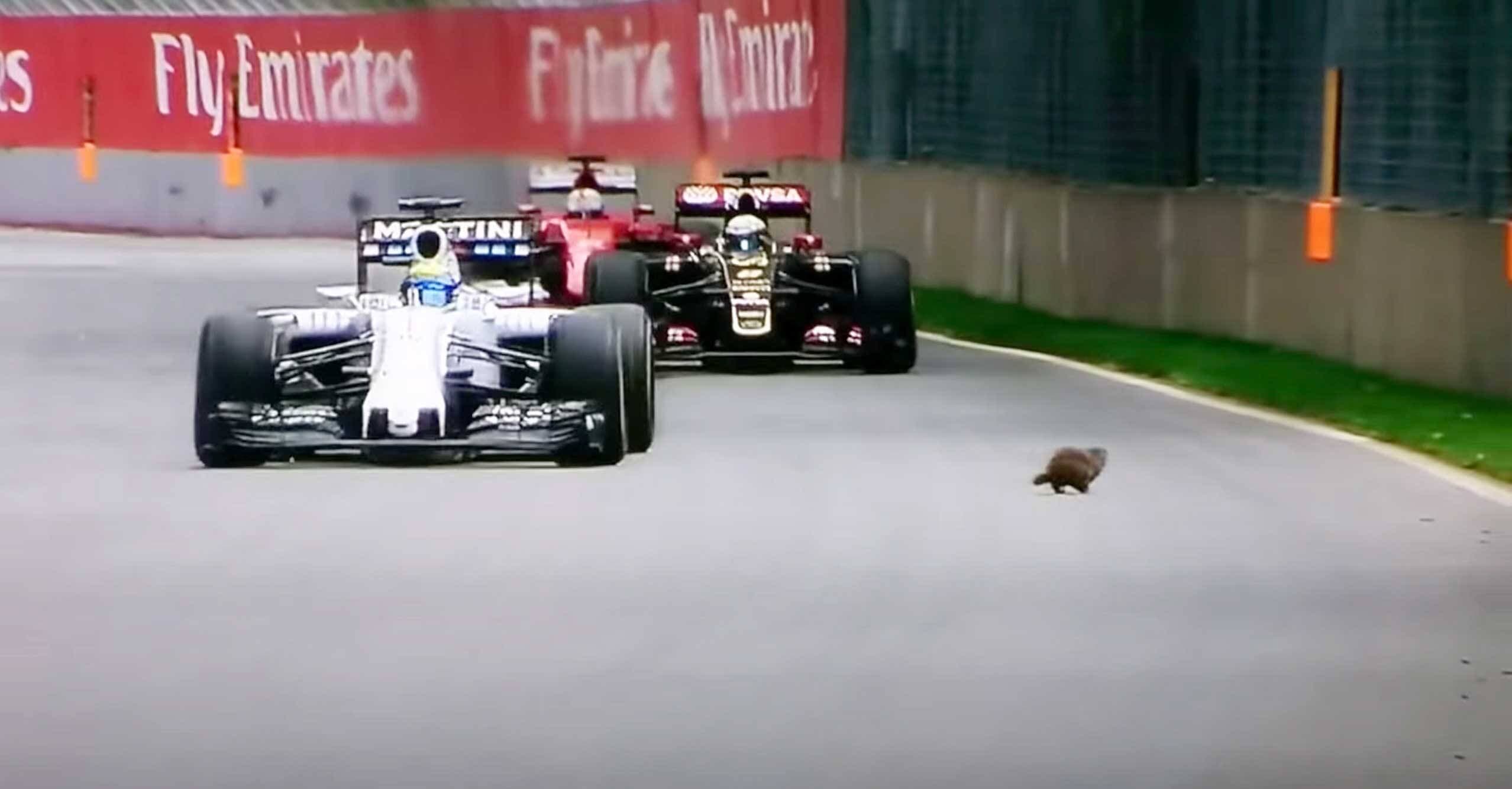 En 2015, une marmotte avait déambulé sur la piste en plein Grand Prix, évitée de justesse par les rapides monoplaces.
