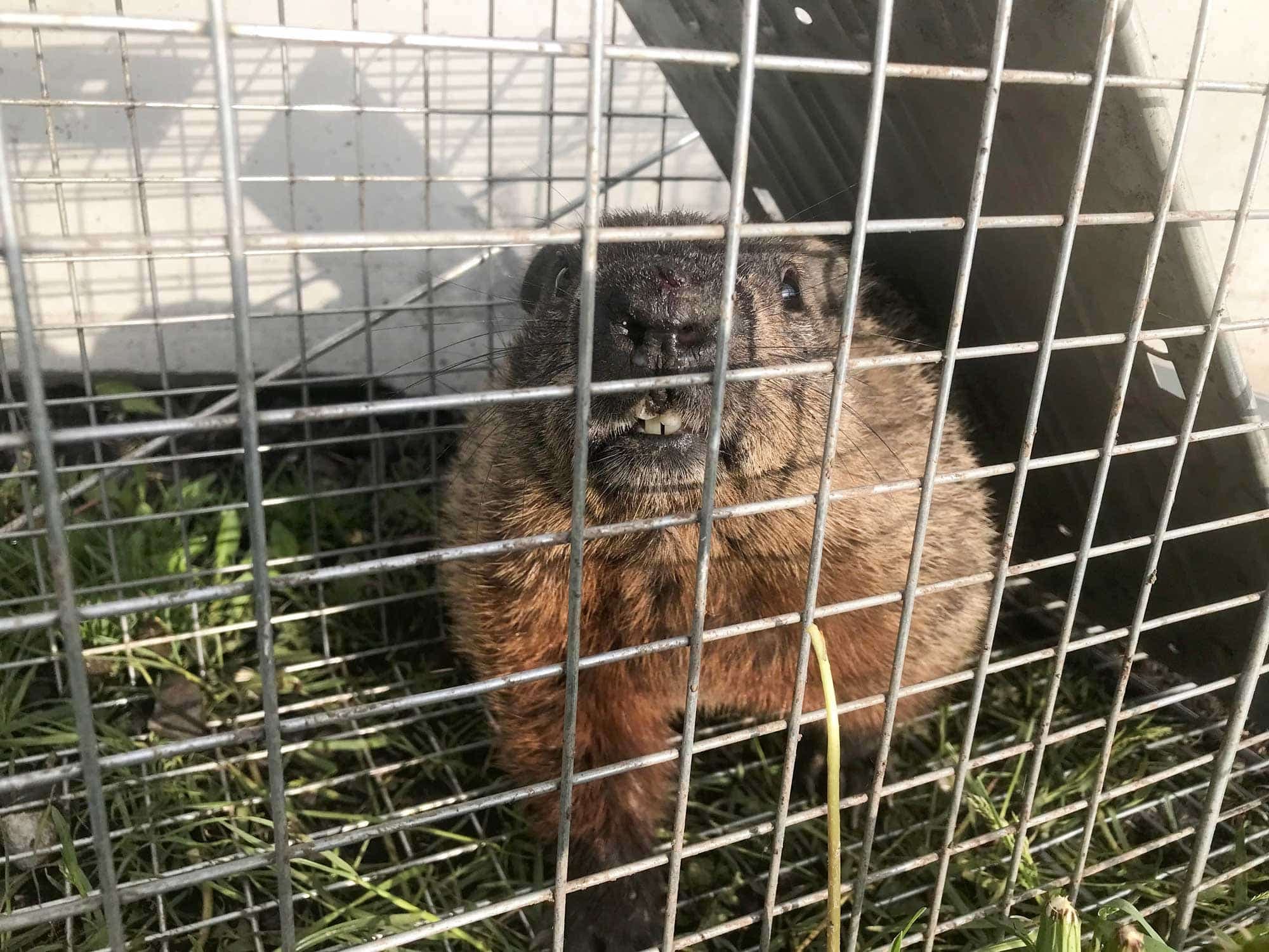 À un autre endroit sur le bord de la piste, une marmotte était aussi prise au piège.