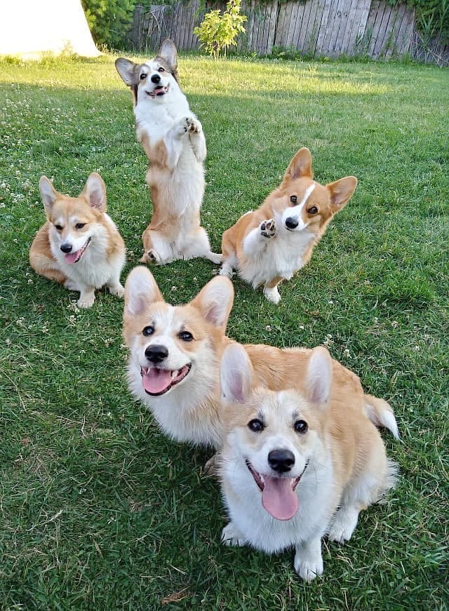 Les chiens de l'élevage «Élisa Corgis», qui appartient à Sarah Boucher