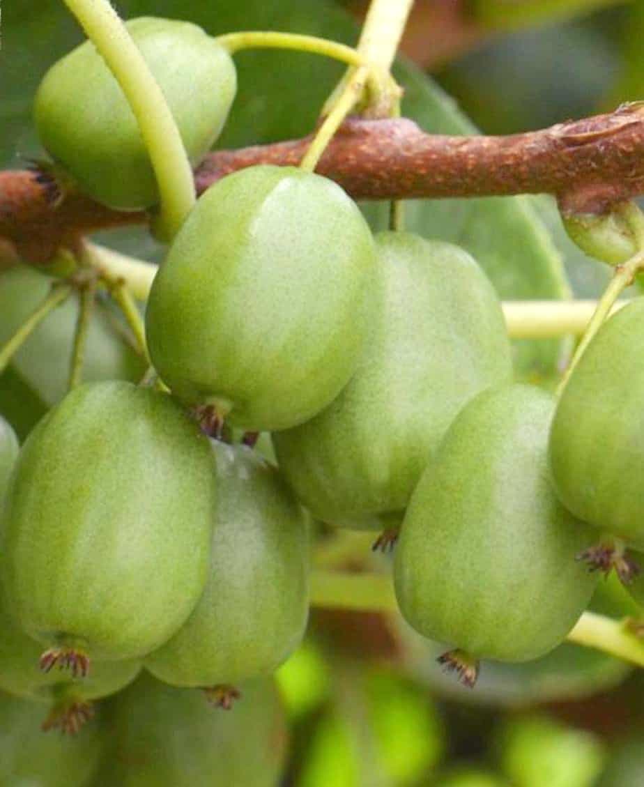 Kiwi arctique