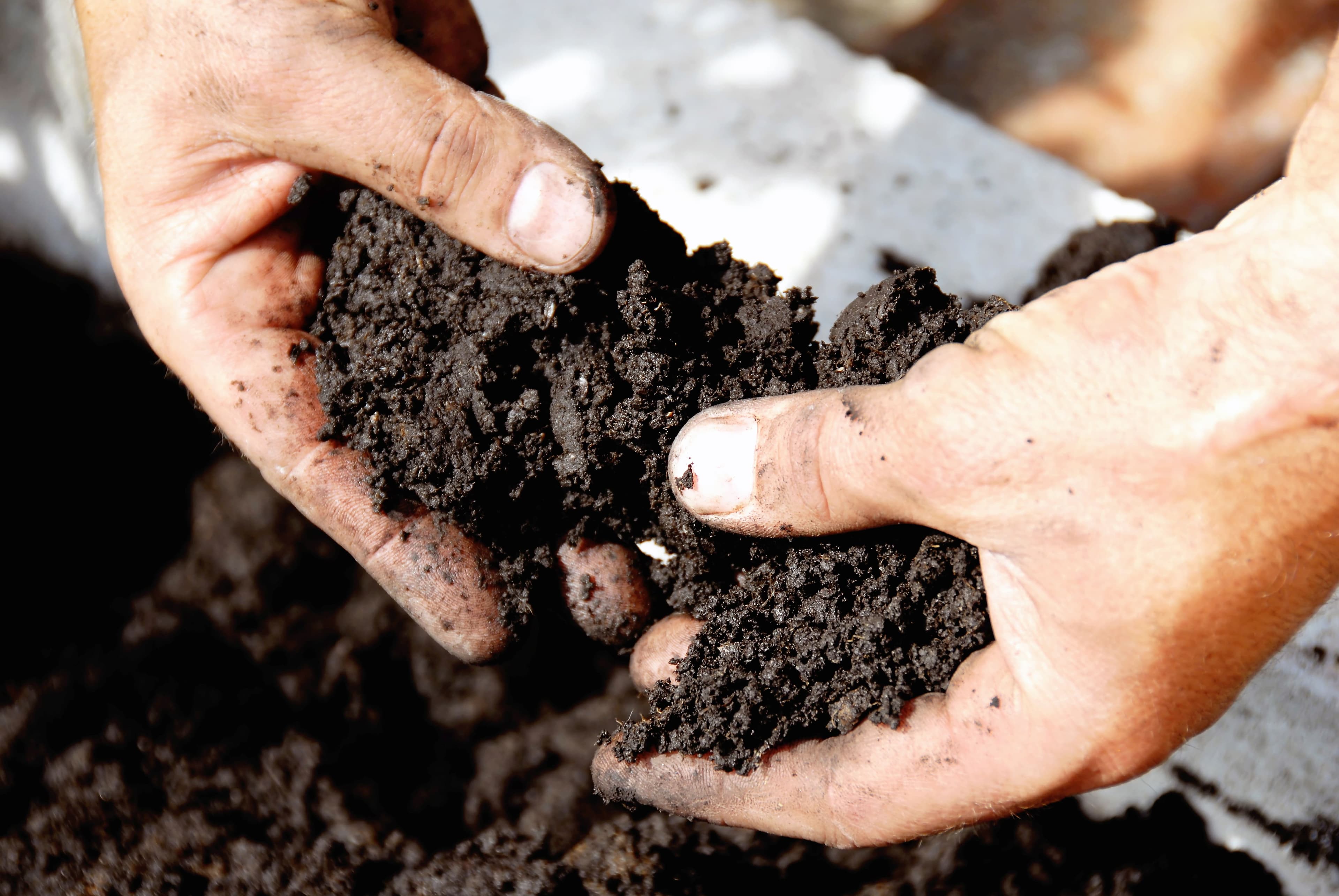 Photo tirée du livre Le nouveau potager d’Albert Mondor